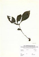 藏品(金紅花)的圖片